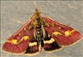 1362 (63.007) Pyrausta purpuralis